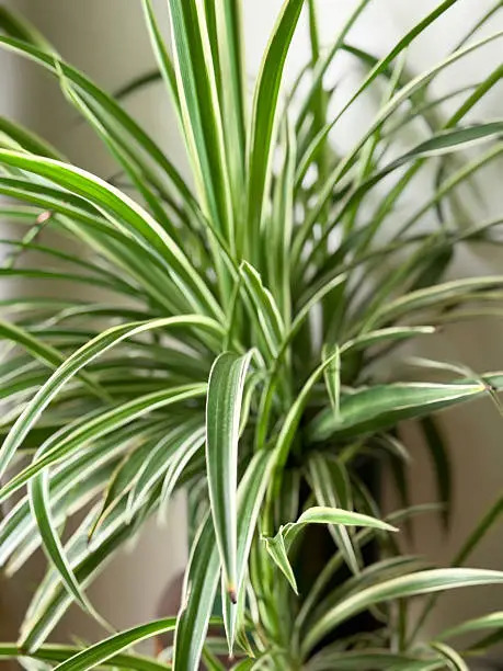 Spider Plant