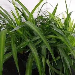 Spider Plant